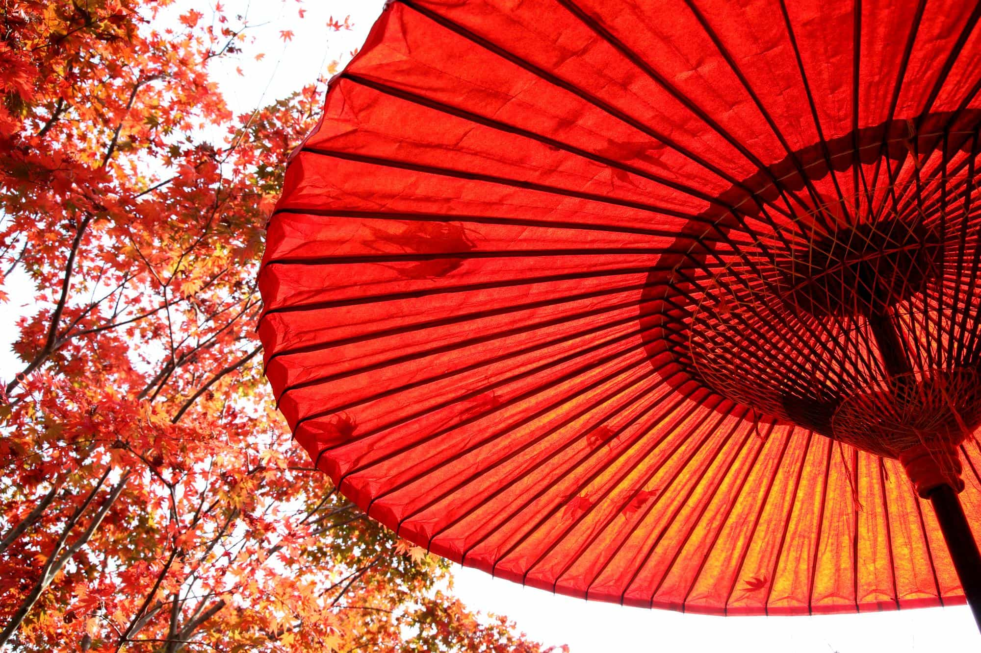 Red umbrella. Next to it tree with colorful leaves